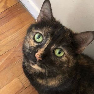 Meet your Posher, Elizabeth